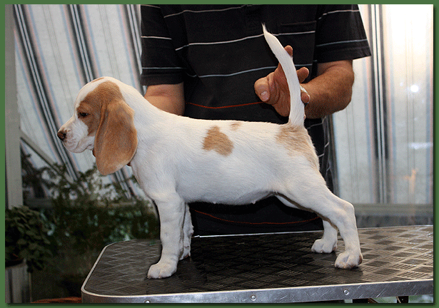 Merle mit 12 Wochen!